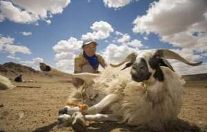 介绍20个国内优良地方绵羊品种【库百科养殖网】