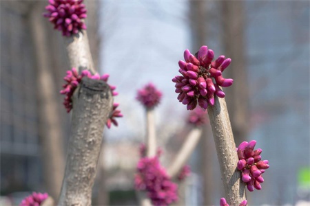 柳州适合养什么花，市花和市树是什么【库百科养殖网】
