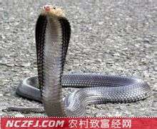 眼镜蛇的生活习性和眼镜蛇的形态特征【库百科养殖网】