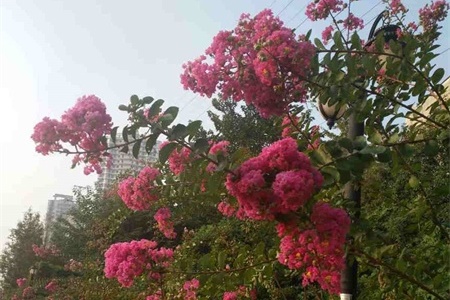 柳州适合养什么花，市花和市树是什么【库百科养殖网】