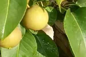 梨树和桃树的区别【库百科养殖网】