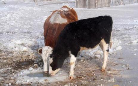 冬季肉牛怎么养-冬季肉牛的饲养技术【库百科养殖网】