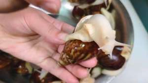 白玉蜗牛的养殖技术和投喂方法有哪些?