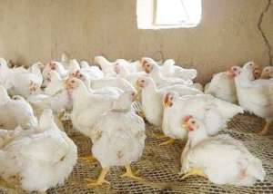 白羽肉鸡的生长环境和温度要求
