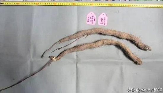 “棒桩薯”是福建省屏南县最老的山药品种之一