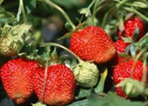 为家乡农货代言，甘肃身边事，永靖草莓!