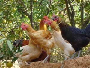 柴鸡养殖应该注意什么？