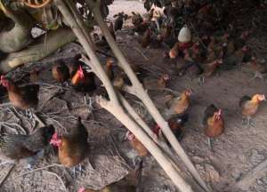 2021年养瑶鸡赚钱吗?南丹瑶鸡养殖成本与利润分析