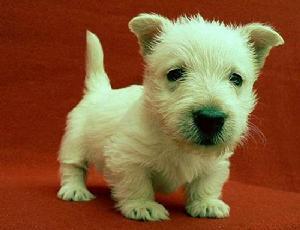 小短腿苏格兰梗犬，为什么养它的人越来越多?