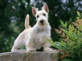 小短腿苏格兰梗犬，为什么养它的人越来越多?