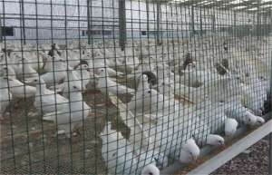 舟山白鸽的养殖技术及养殖注意事项