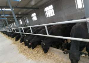 安格斯牛价格多少钱一斤?安格斯牛养殖有前景吗?