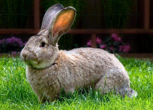 巨型花明兔多少钱一只?巨型花明兔怎么挑选?