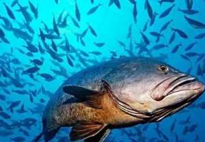 2021年养石斑鱼赚钱吗?石斑鱼养殖利润及前景怎样?