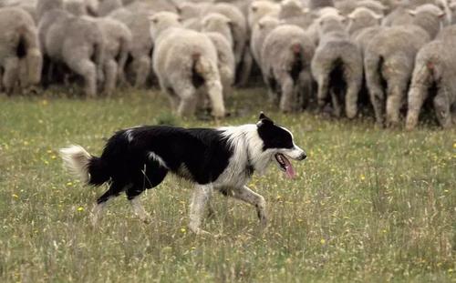 牧羊犬价格多少钱一只?牧羊犬养殖前景如何?