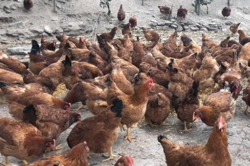 2021年养九斤黄鸡赚钱吗?九斤黄鸡养殖成本、利润与前景怎样?