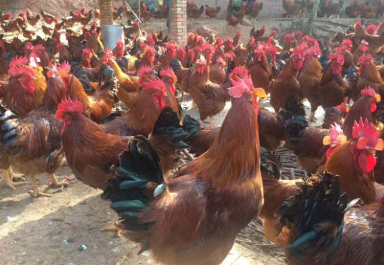 2021年养九斤黄鸡赚钱吗?九斤黄鸡养殖成本、利润与前景怎样?