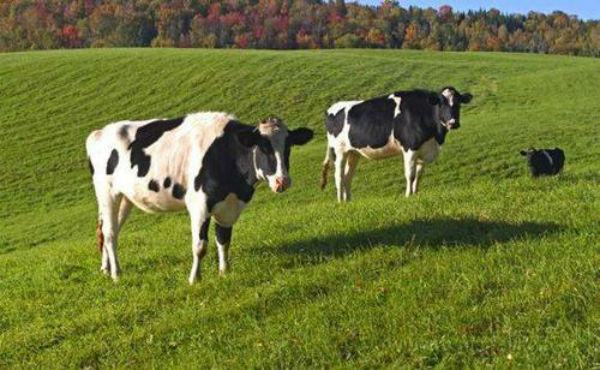 2021年奶牛养殖现状如何?奶牛养殖成本及利润分析