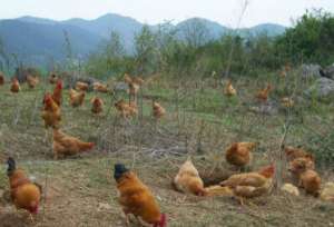 2021年养柴鸡赚钱吗?柴鸡养殖成本及利润分析