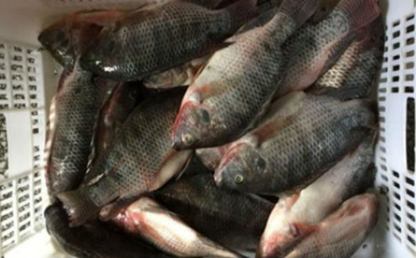 2021年养罗非鱼赚钱吗?罗非鱼养殖成本和利润多少?