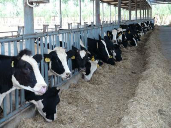 2021年奶牛养殖现状如何?奶牛养殖成本及利润分析