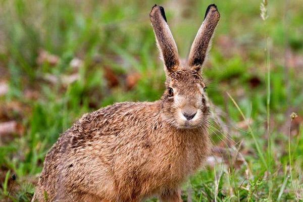 2021年养野兔赚钱吗?野兔养殖市场前景怎样?