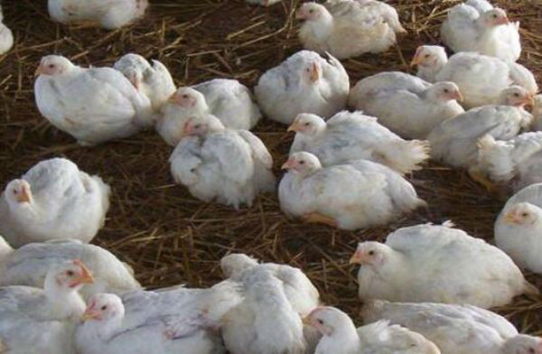 2021年养白羽肉鸡赚钱吗?白羽肉鸡养殖成本、利润及前景分析