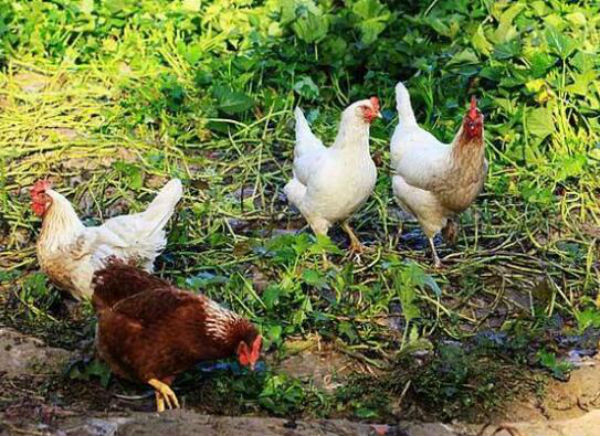 2021年养白羽肉鸡赚钱吗?白羽肉鸡养殖成本、利润及前景分析