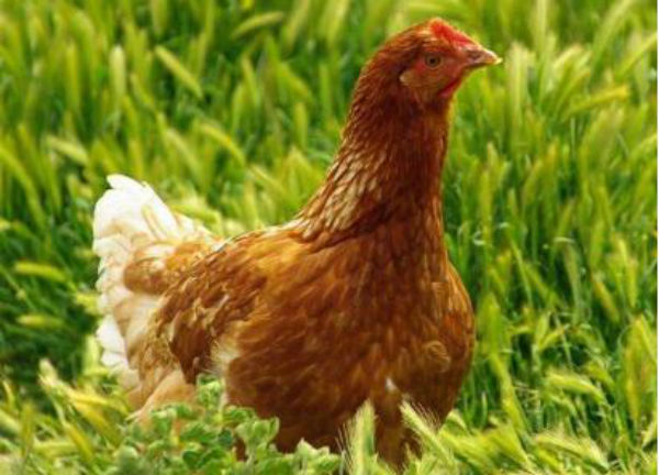 2021年海兰褐蛋鸡养殖成本、利润及前景分析
