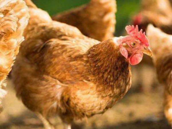 2021年海兰褐蛋鸡养殖成本、利润及前景分析