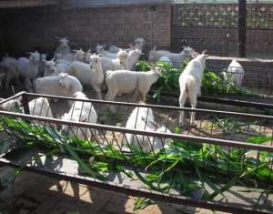 肉羊养殖利润与成本分析，养殖肉羊利润有多高?
