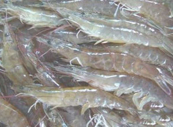 南美白对虾养殖前景如何?养虾一亩一般赚多少?