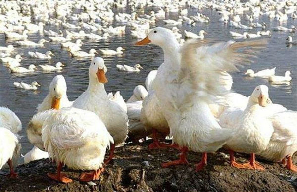养鸭子利润怎么样?养殖肉鸭的成本与利润分析