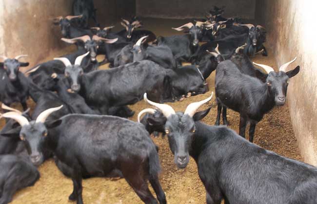 2021年养殖黑山羊成本与利润
