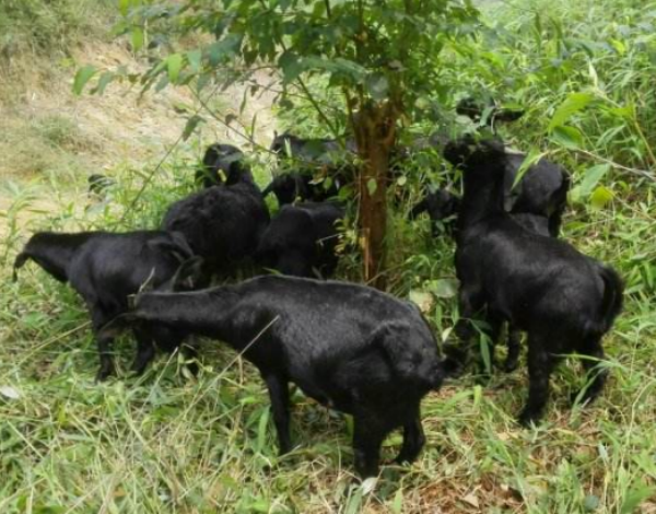 养殖30只黑山羊要投资多少钱?养殖前景如何?