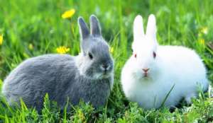 2021养肉兔赚钱吗，兔子养殖成本与利润分析