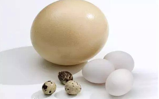 一对蛋鸽子一个月和平均一年能生几个蛋?一个蛋的价格是多少?
