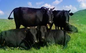 安格斯牛的优点与缺点？安格斯牛和西门塔尔牛、利木赞牛哪个好？