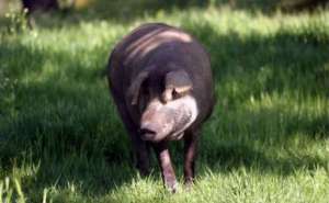 伊比利亚黑猪品种介绍及图片大全