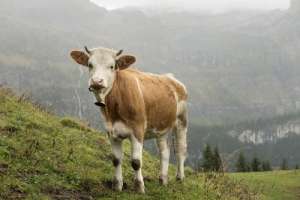 西门塔尔牛和海福特牛的区别？海福特牛的特点及改良历史