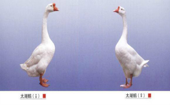 太湖鹅品种介绍及图片大全