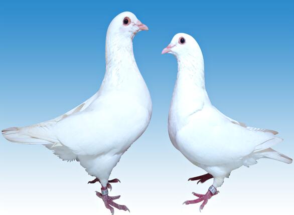 养肉鸽什么品种好？--的肉鸽是什么品种？繁殖性--好的肉鸽品种？