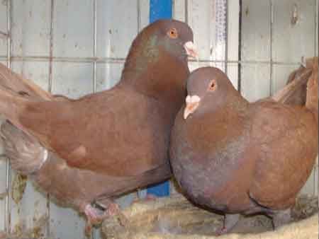 养肉鸽什么品种好？--的肉鸽是什么品种？繁殖性--好的肉鸽品种？