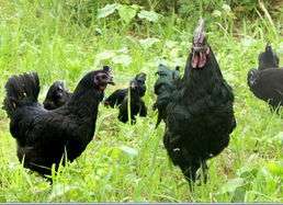 白羽乌鸡和黑羽乌鸡的区别？黑羽乌鸡和乌骨鸡有什么区别？