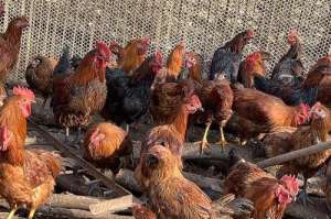 散养柴鸡的养殖方法有哪些?