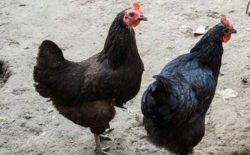 黑凤鸡的营养价值及功效？黑凤鸡与五黑鸡区别？