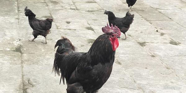 黑凤鸡的营养价值及功效？黑凤鸡与五黑鸡区别？