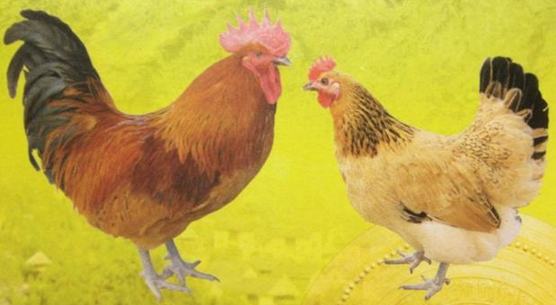 南丹瑶鸡是什么品种-南丹瑶鸡品种介绍及图片大全