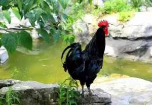 峨眉黑鸡形态特征、生产性能及养殖技术指导