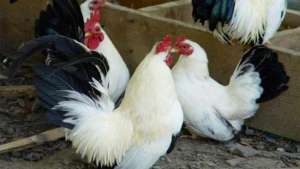 丝光鸡的特点及养殖技术，丝光鸡价格是多少?